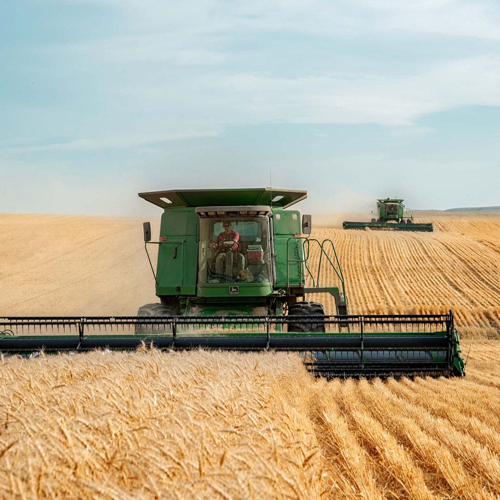 Combine Harvesters In Wheat Field