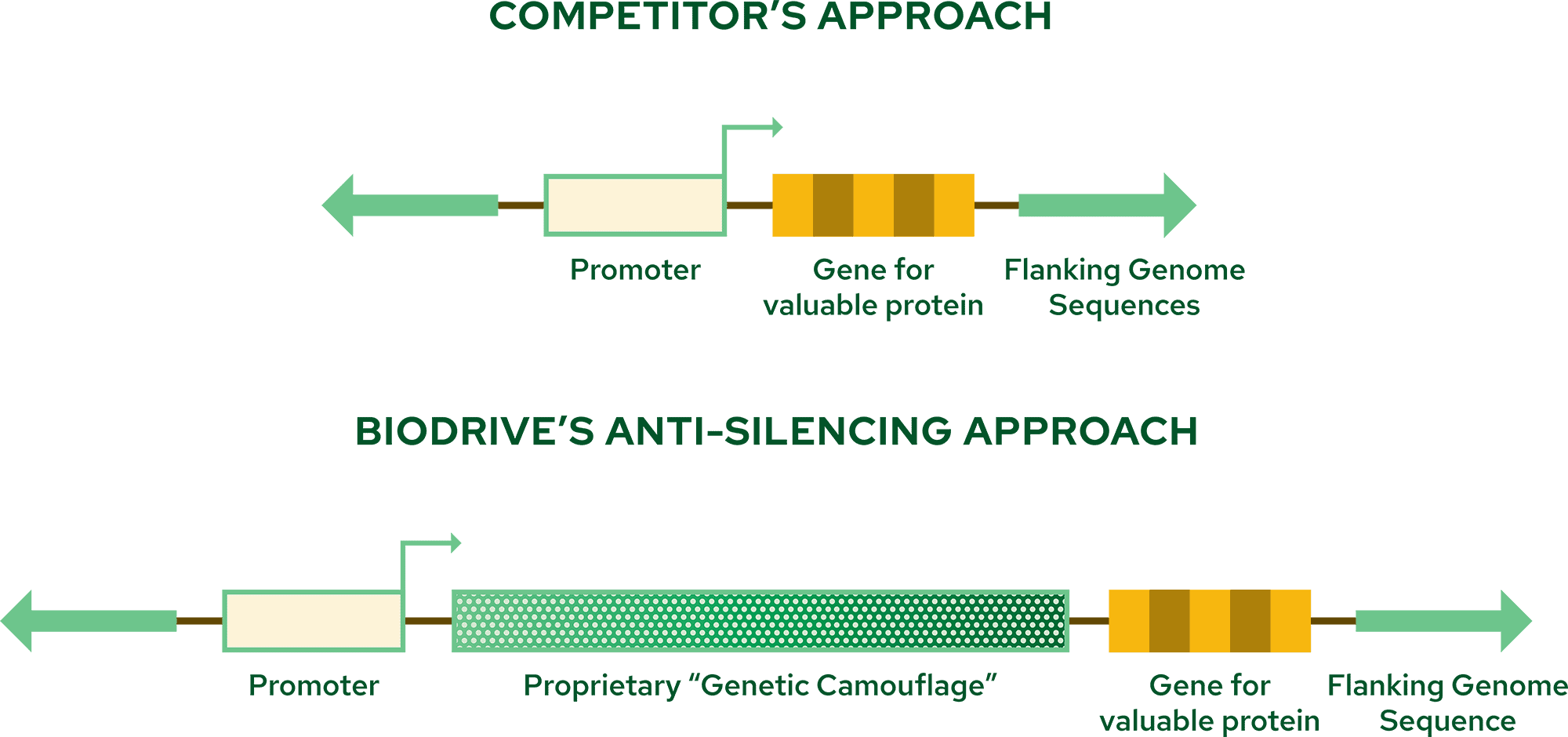 Biodrive Genetic Engineering Approach Diagram One