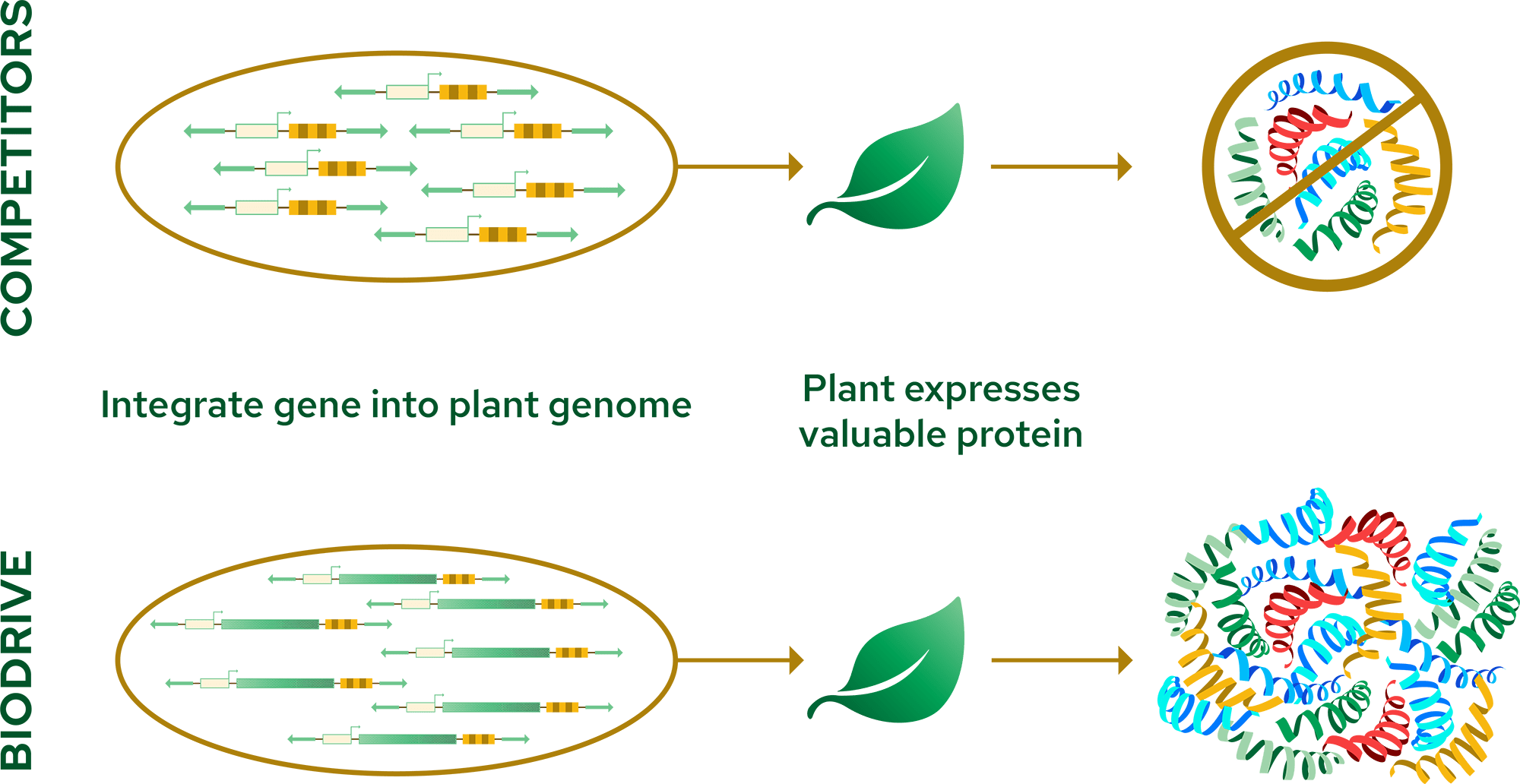 Biodrive Genetic Engineering Approach Diagram Three