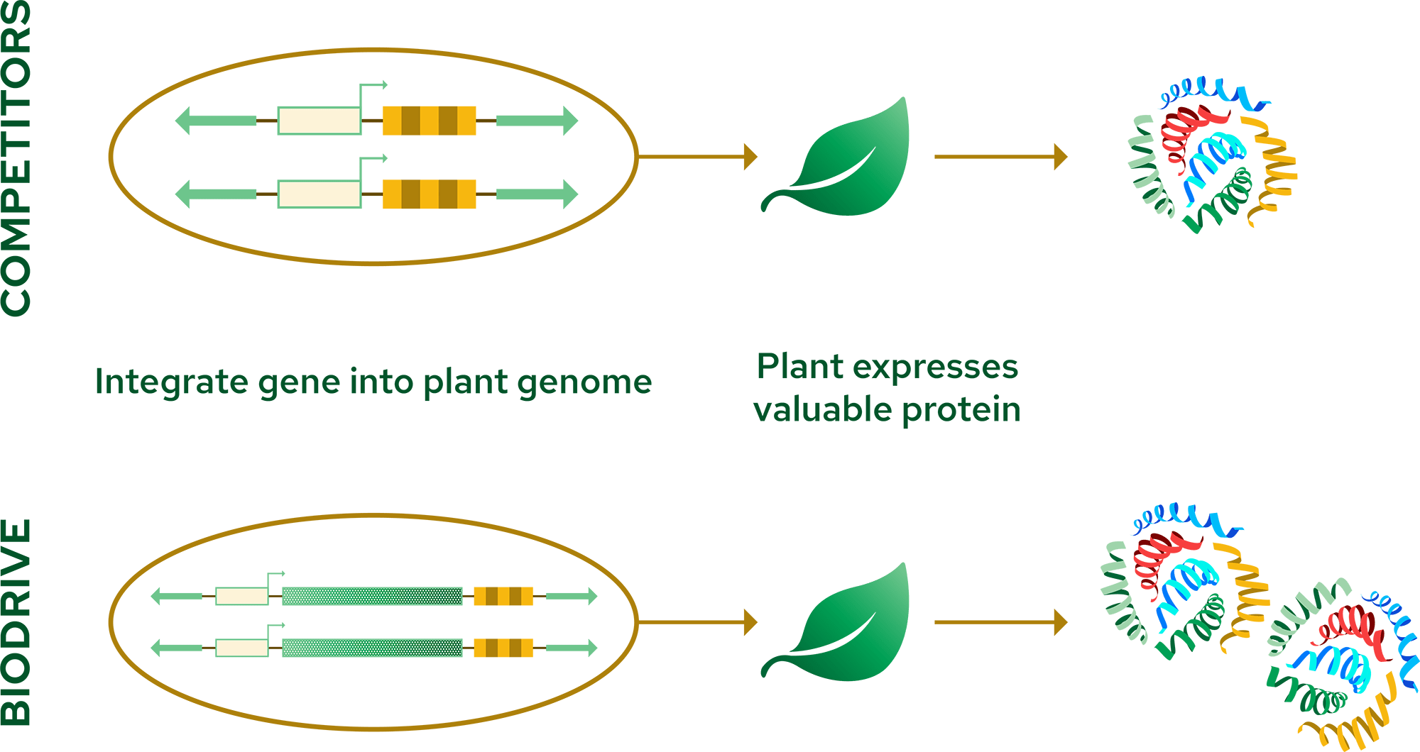 Biodrive Genetic Engineering Approach Diagram Two